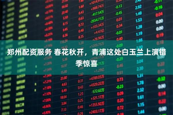 郑州配资服务 春花秋开，青浦这处白玉兰上演错季惊喜